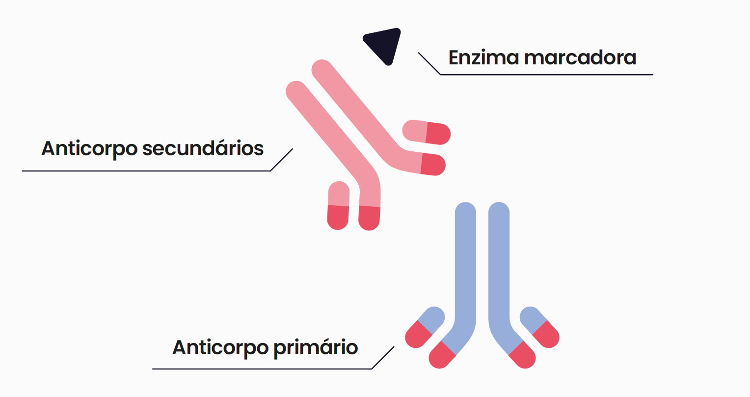 IMUNO-HISTOQUIMICA - TÉCNICA