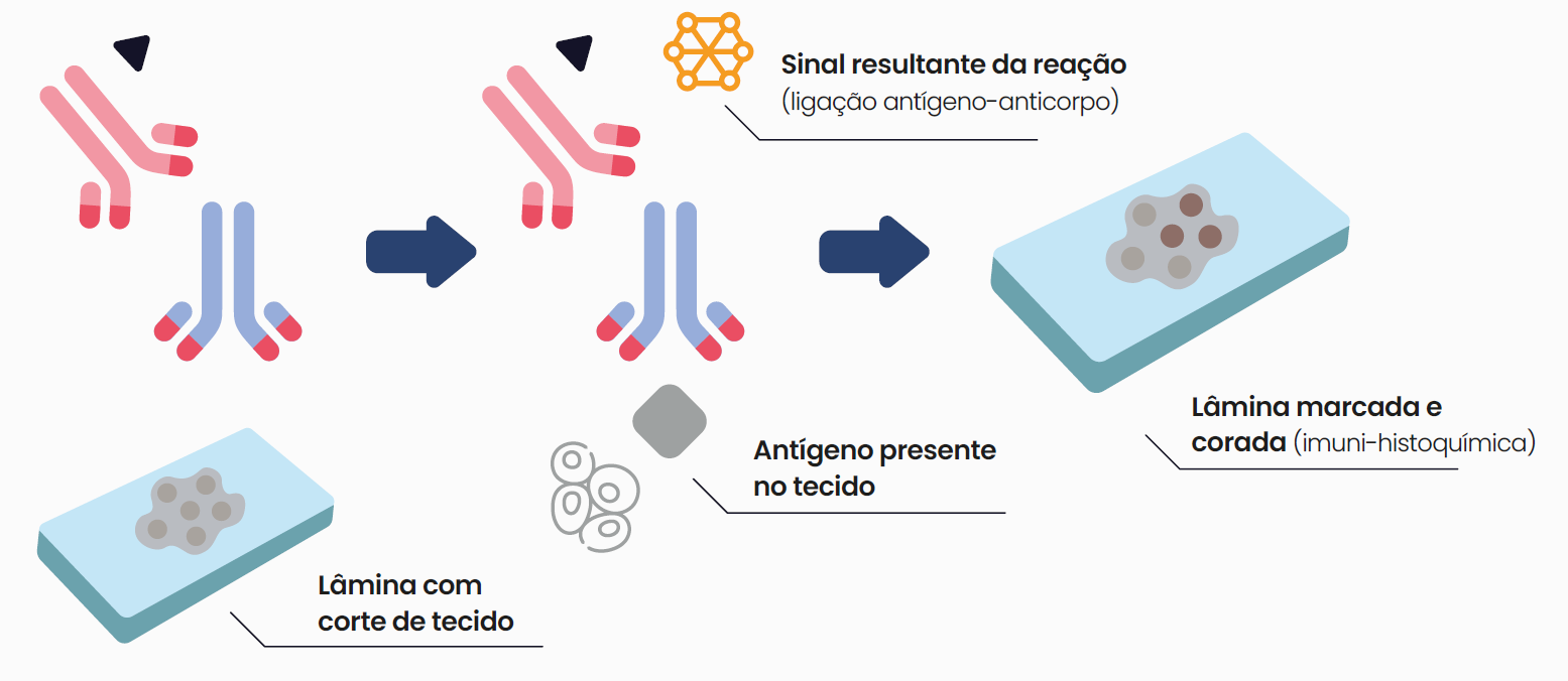 IMUNO-HISTOQUIMICA - TÉCNICA